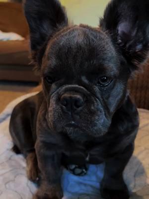 So so cute as a baby😍😍🐻 #frenchiesoftiktok #frenchietok #frenchies #frenchiepuppy #puppytok #frenchielove #frenchiebabyy #frenchielover #frenchbulldogpuppy #frenchbulldogsoftiktok #frenchbulldogpuppies #frenchbulldogworld #frenchy #frenchieoftheday #frenchbully #frenchbull #bullypuppy #puppylover #petstiktok #puppytiktok #fypage #napavalley #bluefrenchbulldog  