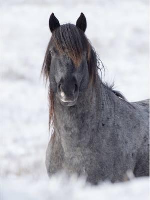 A Day in My Life #wildhorsesoftiktok #theodorerooseveltnationlpark #horsesoftiktokforyoupage #nationalparks #over40tiktok 