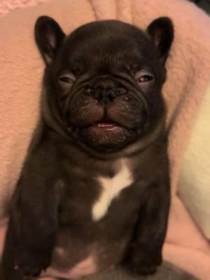 I see you even when I’m sleeping   #chubby #goshhescute #fypシ #foryoupage #bearcub #pibble12#frenchieshow #813frenchiesline #813frenchies #fortheloveofpuppies #puppiesgoviral #viralpuppy #chunky #squishyfacecrew #teddybearface #outstanding #bestofthebest #sweetlittleangel #sweetlittlepuppy #pibble  #yourbestlife #pibblelove #pibblelife #pibblemix #pibblemom #pibbleface #pibblesofig #pibbleadvocate  #pibblefans #pibblesofinstagram 