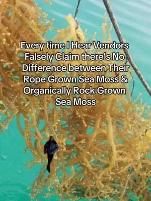 The only vendors claiming there’s no difference between the fake, farm raised, rope grown, man crafted #seamoss that most of them are sourcing from st. Lucia are the ones who have been miseducated or who care more about money than the customers they mislead. Either way it’s unfair to the people who trust them, which is why #morphitseamoss is adamant about strictly providing the highest quality rock grown #wildcraftedseamoss because the Healing results are our first priority! 