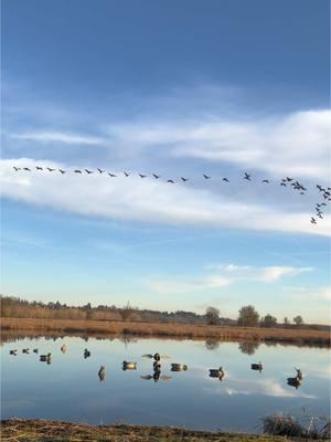 Just hanging out on a show day messin with the cranes.  #hunting #duckhunting #cranes #geese #ducks #waterfowl #waterfowlhunter #nature #Outdoors #hunt #huntin #getout #getoutmore #happy #cheers 