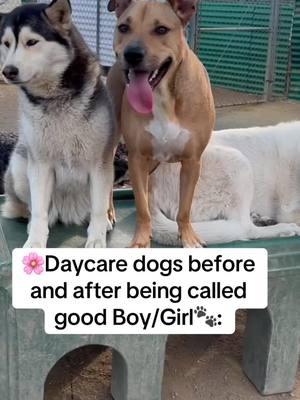 Daycare Dogs before and after being called a good Boy/Girl #PetsOfTikTok #dogsoftiktok #foryoupage #fyp #fypシ゚viral #dogs #trend #viral #trending #doggiedaycare #petresort #dogdaycare #puppy #viralvideo 