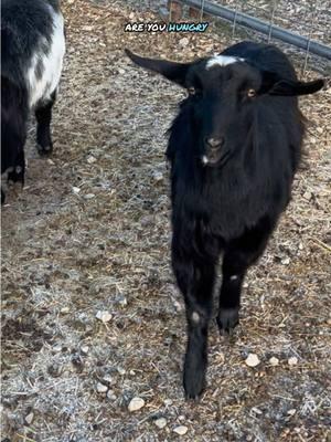 That cat knew where to get some grub 😹 #saltlakecity #utah #pets #animals #farm #familyfarm #farmanimals #farmlife  #homestead #goats #minigoats #farmgoats #petgoats #faintinggoats #cats #petcats #barncats #relaxing #asmr 