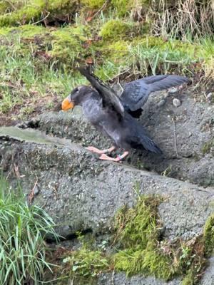 Climbing that hill and getting in those extra steps! 🧡 Puffins can flap their wings up to 400 times a minute. #puffin #birdsoftiktok 