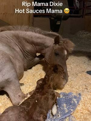 Not a day goes by we don’t miss Dixie! Cancer took her way too soon🥺#paizleysponies #paintedponiesranch #prayers #staystrong #farmlife #horsegirl #ponies #horsetok #horses #sweet #sad #rip #cancer #cancersucks #ranchlife #life #struggling #ponies #minihorse #redroan #unicorn 