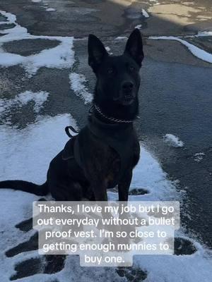 Knox wanted to participate in the trend 🐾  Please interact to help K9 Knox his Vest💙 #fyp #ForYou #ForYouPage #Trending #k9 #police #comment #like #repost #ViralVideo #greenscreenvideo #ExplorePage #DogsOfTikTok #PetTok #K9Heroes #share #PoliceDogs #VestThePaws #WorkingDogs #Love #lovetiktok #K9Unit #K9Support #viraltiktok #trend #fypシ #michigan #cop #dutchshepherd #knox