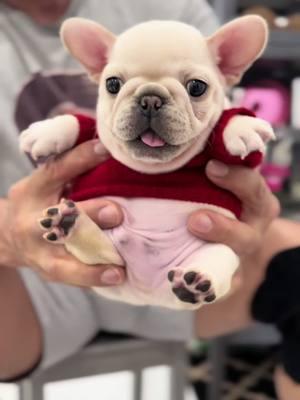 This is my little frenchie baby dog. He is the cutest pibble ever. #creatorsearchinsights #thatsjustmybabydog #FrenchieLove #frenchiebulldog #cutepuppies #cutepets #babydog #pibble #ilovemydog #pethotel #dogmom #dogdad #doglover #dogsofttiktok #dogphotographer #puppytraining #puppylife #puppycheck #frenchiepuppy #creamfrenchie #minidog 