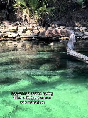 blue spring state park is an annual must-visit for me… breathtaking every time!!🌊🐄 #manatee #manatees #bluespringstatepark #seacow 