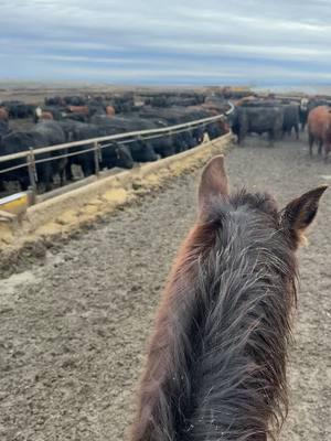 cotorreado en el jale 🤠🤠 #cowboyup #quaterhorse #ranchoelcapi #riendavaquera #nohorsenolife #cowboylife #cowboylife #cattlework 