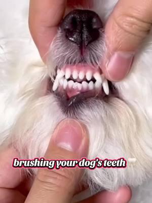 You must form the good habit of helping your dog brush its teeth#[VideoJ This all-in-ohe toothbrusm peh is real handy convenient! It's worry efree and easy toruse. You must form the good habit of helping your dog brush its teeth regularly. #pettoothbrush#dogtoothbrush#p ettoothclean#pet #pets #doglife #Dog #dogsofttiktok #dogtok #dogmom #dogs #petsofttiktok #petvlog #chrismasgifts#chrismashaul#chrismasshop