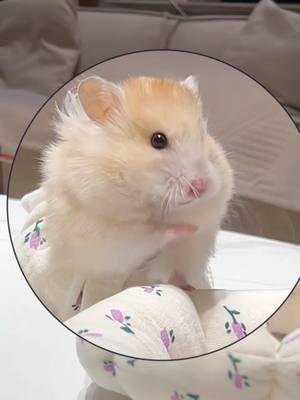 Do you like my hamster? tell me please!#hamster #hams #hamstersoftiktok #hamsters #cute #pet #tiktok 