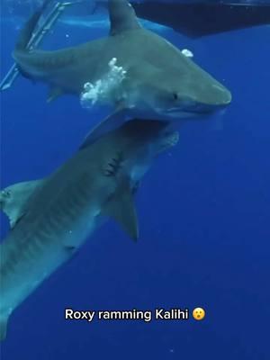 Roxy was feeling spicy this day ramming our most competitive Tiger sharks 😮 #shark #behavior #apexpredator #savesharks #sharktours #a 