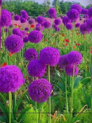 🔥Discover the extraordinary! This onion - like wonder, the Allium giganteum, blooms into a stunning blue - purple lollipop - shaped flower ball. Dreaming of a vibrant garden next year? Plant it now! 🌱💜 #AlliumGiganteum #UniqueFlowers #BluePurpleFlowers #FlowerBulbs #GardenDecor #PlantNow #NextYearBloom #TikTokMadeMeBuyIt #Gardening #FlowerPower #TrendingPlants #HomeGarden #YardMakeover #BuyNow #FlowerLovers #Landscaping #TikTokShopLastChance #TikTokShopNewYearNewAura #spotlightfinds #tiktokmademebuyit #TikTokShop #TikTok #Nublê 