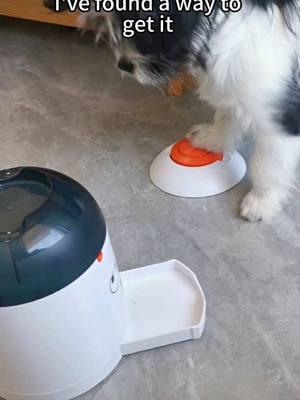 Look! My little dog is so smart!#dogtoy #smartdog #dogfeeder #puzzle #potaroma #dogsoftiktok #doglover #dogowner 