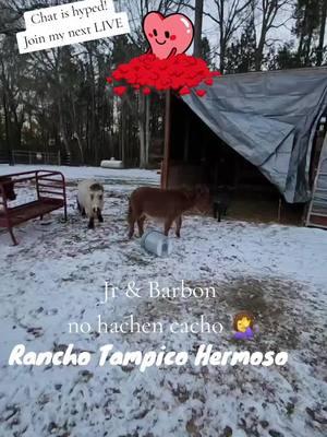 Sharing this moment when chat got hyped. Join us in the next LIVE! #tiktoklive #livehighlights #ranchotampicohermosomadisonga #ranchoelzacatecanomadisonga #nigeriandwarfgoats #minigoats #foryoupage #viral 