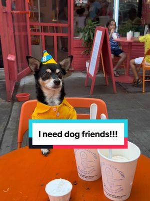 I just need more! Wanna be friends?  #letbefriends #dogfriends #doglover #seniordoglife #rescuedogs #dogsofnyc 