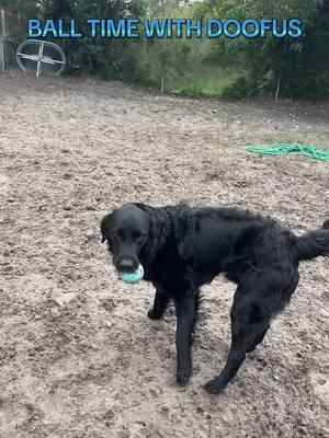 Ball time with doofus #balltime #ballislife #fundays #dogplay #dogplaying #goldador #goldadorsoftiktok #rescue #dogmom #dogmomlife #rescue #rescuedog #rescueanimals #rescuelife #goodboy #2025 #proud #proudmom #creatorsearchinsights #listen #support #fyp #