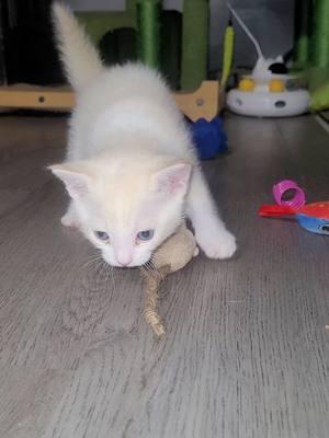 Santa is a flame paint kitten ever seen one before today ? #zookeeperlife #zookeepersoftiktok #newspecies #hybrid #sphynxkitten #sphynxkittens #sphynxkittensforsale #exotic #caturdays #caturdaycuties #serval #servalcat #servalsoftiktok #servalkitten #servalkittens #servalkittensforsale #servals #servalcats #santathehybrid #santathekitten #santababy #kitten #kittensoftiktok #kittens #kittenlove #kittenoftheday #goodmorning #wwasoscats #crazycatlady #bomdia #rare #unicornsarereal #rarecolors #flame #flamepoint #oneinamillion 