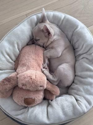 Did the Snuggle Puppy help your dog? 🐾🫂 It’s helping Charlie fall right to sleep. 🥹 We found ours at @Petco ✨ if you’re getting a puppy or your dog is having anxiety we highly recommend getting a Snuggle Puppy 🫂🐾#frenchielife #frenchiesofinstagram #frenchielifestyle #frenchbulldogsoftiktok #dogsoftiktokviral #frenchie #dogsofttiktok #dogoftheday #puppy #puppytiktok #snugglepuppy 