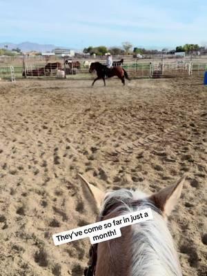 #fyp #foryou #foryoupage #horse #horses #andalusian #andalusianhorses #horsesoftiktok #horsetraining #horsetrainer #muleskinner #camelscreamer 