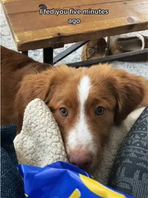 The ultimate puppy begging face… she started back then, and hasn’t stopped 🤣 #toller #nsdtr  