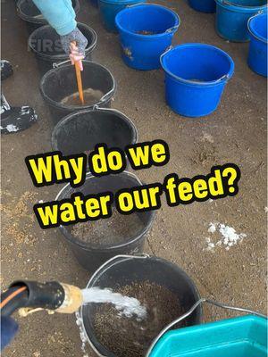 Why do we ALWAYS water our horse feed as a 75+ horse rescue? 🐴 #HorseRescue #barntok #equestrian #farmtok #horsefeed #water #horsefeeding #horsegrain #feedtime #yummy #goodsoup #behindthescenes #farmlife 