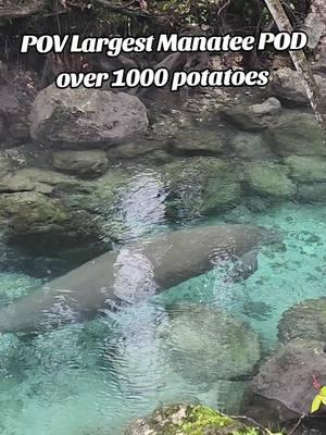 1000 Manatees #manatees #threesisterssprings #cold #snow #florida #wow #mustwatch #mustsee #unbelievable #amazing #encounter #seacows #share #tiktokcreator #coldfront #springs #warm #migration #fyp #fypシ #fypシ゚viral #foryou  #fypviral #foryoupage #foryourpage #fypage #fishing #fishingtiktoks #kayak #paddleboard #viral #epic  #creatorhacks #viraltiktok #tampabay #cyrstalriver #homosassa #ocala #stpetebeach #stpete #skyway #1 #amazing #Love #bucketlist #worldrecord #staterecord #dior #millionviews #ocala #whattodo #PlacesToVisit #vacation #snorkel #boats #bluewaters #hotsprings 