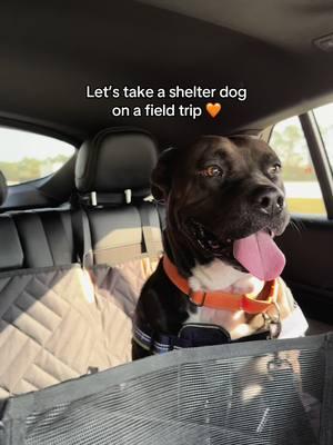 Let’s get Delta adopted! Her owner passed away and she has been at the Hillsborough Pet Resource Center since September ❤️‍🩹 Her pet ID is A2409901 #adoptme #adoptdontshop #foreverfamily #dogfieldtrip #shelterdogs #tampa #florida #dogfriendly #fyp