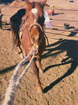 Sage's 1st time being ponied #rockinkhorses #sage #redroanhorse #redroanmare #strawberryroanhorse #strawberryroanmare #horsetraining #coltstarting #roundpen #roundpentraining #roundpenwork #SpringervilleAZ #Arizona #azhorselife #random #randomvideo #FNX #FNXelite #fnxfit #fnxambassador #hygainfeeds #rankestrope 