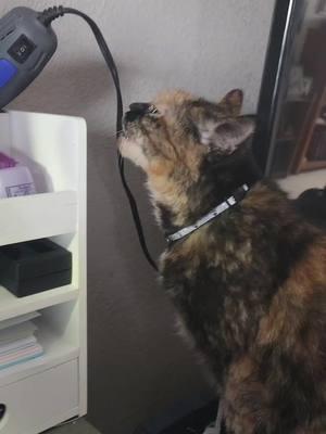 This freaking cat.... #cat #catsoftiktok #tortie #tortietude #sassycats 