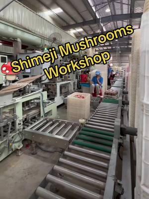 Show you our shimeji mushroom producing process#mushrooms #mushroomgrowing #mushroomfarm #fungi #agriculture 