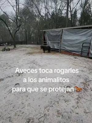 #LIVEhighlights #TikTokLIVE #LIVE Greñudo se hace del rogar #viral #foryoupage #minihorses #ranchotampicohermosomadisonga #ranchoelzacatecanomadisonga #ranchoviral #animales #snowing 