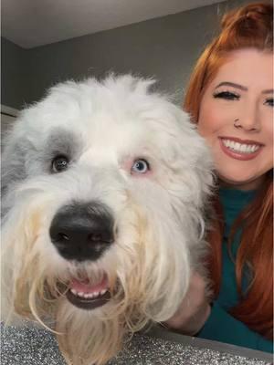 The actual love of my life ❤️❤️ Levi boy #oldenglishsheepdog #sheepdog 