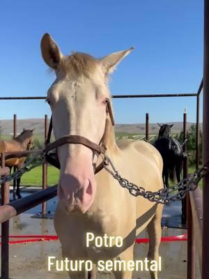 #paratii #paratiiiiiiiiiiiiiiiiiiiiiiiiiiiiiii #potro #semental #caballo #español #andaluz #pre #todos #ranchoemocion #yakima #washington #mexico🇲🇽 #usa🇺🇸 #todos #belleza #grande #lujo #perlino #oro 