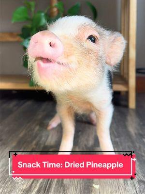 Dizzy sure loved some dried pineapple! #asmr #asmrsounds #minipigoftiktok #pigletsoftiktok #piglet #pig #piggy #cuteanimalsoftiktok #minipig #cute #pineapple 