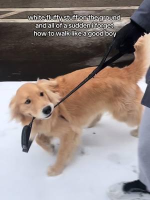 something about the snow….❄️ #goldenretriever #goldenretrieverlife #dogtok #dogsoftiktok #goldenretrieverpuppy #dogmom #teenagedog #cutegoldenretriever #chicago #dog #charliethegolden 