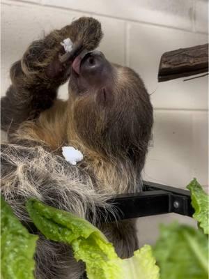 We don’t know about you, but we needed 40 seconds of a two-toed sloth enjoying some snow and lettuce.  Although sloths aren’t really cold hardy, Miso seems to have enjoyed his chilly enrichment!  Thanks to Keeper Sabrina for sharing! #potawatomizoo #sloth #twotoedsloth #zoo 