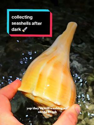 Would you do this? 👀 Collecting seashells on the beach after dark can be fun and rewarding! 🙌🏼 Follow @theseashellmermaid for more shelling content ✨️ #seashells #beachcombing #lovetoshell #seashellhunting #floridabeachlife  #theseashellmermaid  #shelling 