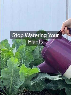 I haven’t watered my plants in 2 weeks! Deep watering and mulch help my plants stay hydrated and healthy even during long dry spells. Watering plants this way saves so much time. #WateringPlants #gardentips #mulch #GardeningHacks #FloridaGardening #creatorsearchinsights