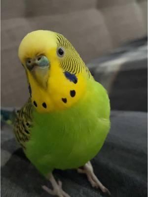 Parakeets For Beginners  #budgie #parakeet #budgielife #parrotmama #parrotsoftiktok #petbird #parakeetbird #birdtiktok #birdsounds #birddancing #parrotmama