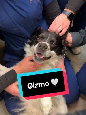 Meet your new best friend! 🐾✨ Gizmo is looking for love, cuddles, and a forever home! 🏡❤️ RUN DONT WALK — Visit the @FCRSPCA website to fill out an application. #vetmed #animalhospital #veterinarian #animalsoftiktok #veterinarymedicine #trending #lvt #vettech #dogsoftiktok #dogs #shelterdog #shelterpetsoftiktok #rescue #adopt #adoptme 