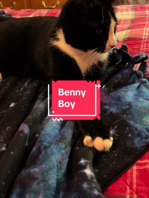 Bennys helping😂 He’s going crazy staying inside and ready for spring #fleeceblanket #blanketride #tuxedocat #catfun #nosewblanket 