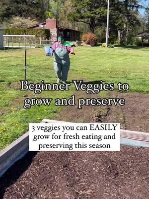 If I were new to gardening this year here are 3 veggies I would grow to use for fresh eating and preserving 🫙 🌱 Basil - it’s a great herb to have on hand for recipes and I would preserve it into pesto that I can store in my freezer. (Could also just do Basil cubes!!) 🫛Green beans - a great side dish when used fresh and when canned up. No need to buy from the store. They are easy to can and a great beginner option for pressure canning. 🍅 Tomatoes -so many ways to use fresh eating and a simple preservation method is to can them whole or make into a sauce that you can use all winter long. Plus, you’ll never have to buy tomato sauce again 🥫 Remember, start small and work towards growing and preserving lots of food! These are 3 great options to start with. Ps - these are all warm weather crops so plan to grow after your last frost for best results 🫶 Can you tell me what veggies you plan to grow this year for fresh eating and preserving?!👇🏼 . . . #gardening #growyourownfood #gardenprep #homesteader #newgardener #gardener #growfood #growagarden #selfsufficient #planningthegardem #planmygarden