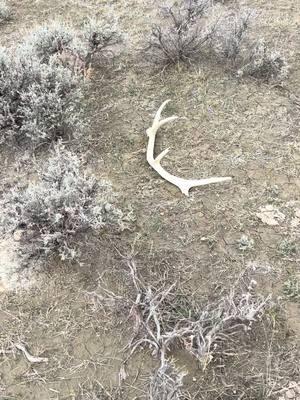 Throwback Thursday to the first shed I picked up in 2024. Wonder what the first one this year will be? 🤔 . #itsgotine #shedhunt #shednecks #shedhunting #antler #antlers #elk #elksheds #thegreatoutdoors 