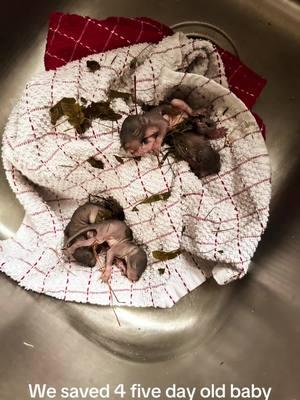 Rescued these babies during Hurricane Helene…they aren’t babies any more! #squirrel #petsquirrel #fyp #foryoupage #hurricanehelene #viralvideo #trending #Love #pets #explore