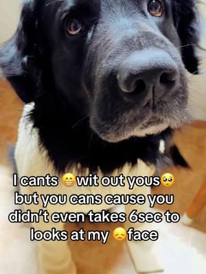 I cants #smiles wit out #you #fouryoupage #dogsoftiktok #dogtok #virl #fy #sad #pup #dog #fyp #sweetdog #doglovers #💔 #virlmetoIsmile #virlvideo #blackdog #germanshepherd #goldenretriever #mixbreeddog #lonely 