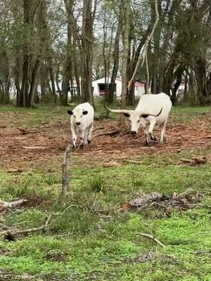 Bar Kosmic Blue Smoke and her "mini-me" bull calf, Oreo, by Cash on Cash RO. Oreo has been sold. I will miss watching these two together. https://www.circleofsevenlonghorns.com/ #longhorncattle #ranchlife #texaslonghorncattle #registeredtexaslonghorns #dailymoo #texasranch #farmlife