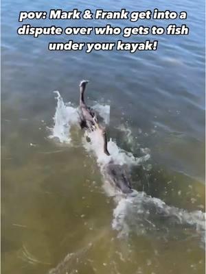 Guys, there’s plenty of clear kayaks to fish under! 😅😳 Mark, Frank, and the rest of the cormorant crew love swimming with us on tour, since they get to dive for the fish we stir up in the seagrass! Want to see for yourself? 👇🏻 📍Shell Key Preserve, FL 🔔 @getupandgotampabay  #clearkayak #guidedtour #doublecrestedcormorant #funnyanimals #visitflorida #getupandgokayaking #thingstodostpete #thingstodointampabay #birdsofinstagram #adventure #florida