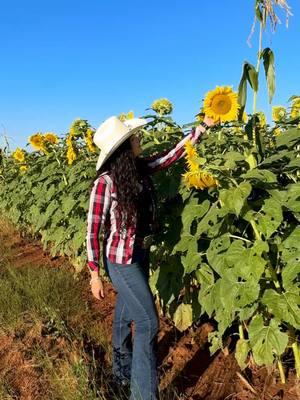 Sembradio de Girasoles 🌻♥️🤠 #Zacatecas #rancho #vidaderancho #ranch #ranchlife #campo #vidadecampo #mexico #chuladademaiz #chuladademaizprieto #temporal #tiempodeaguas #tiempodelluvia #girasoles #sembradiodegirasoles