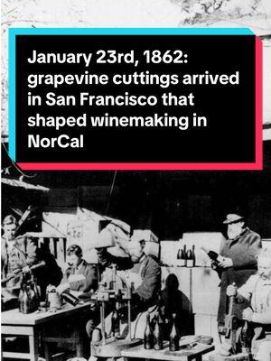 Today in California History: On January 23rd, 1862, European grapevine cuttings shipped by Agoston Haraszhty arrived in San Francisco, marking a pivotal moment for winemaking in Northern California.    #foohowser #californiography #todayincaliforniahistory #history #california #californiahistory #sonoma #wine #californiawine #wineries 